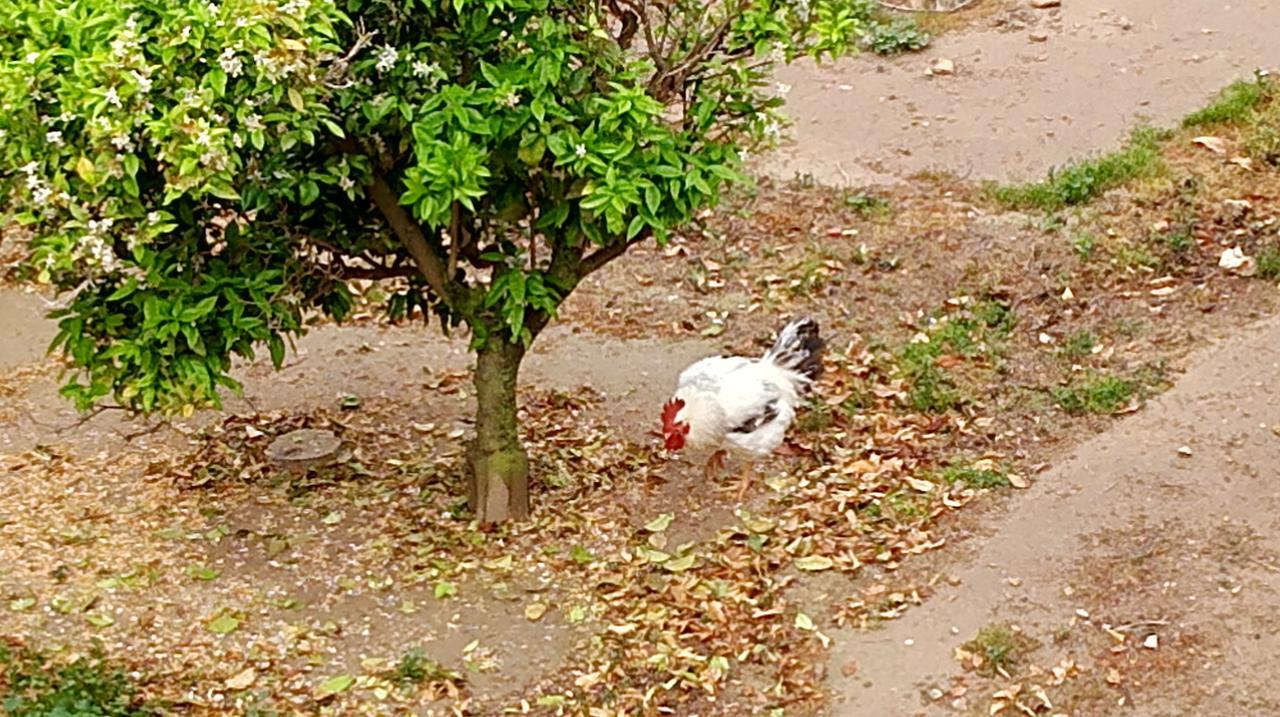 La Caseta Del Pitxo Deltebre Dış mekan fotoğraf
